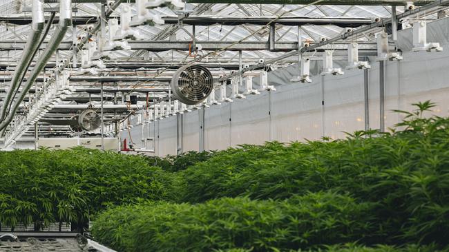 Biortica Agrimed's medicinal cannabis greenhouses in Gippsland. Picture: Supplied