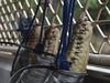 See the photos: 200+ crocodiles snared as rangers deliver dire plea