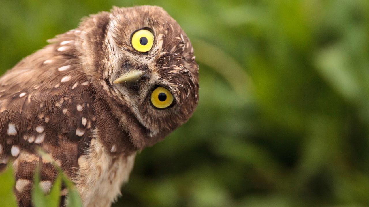Burrowing owls are more likely to stay in their new homes when they think other owls already live in the area, scientists have found. Picture: iStock