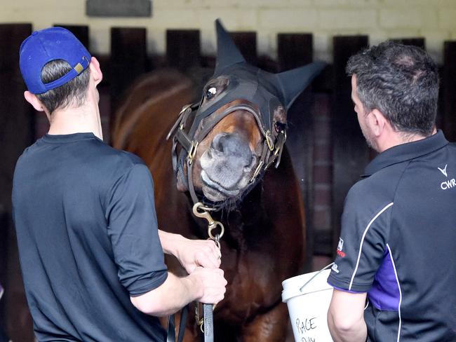 Winx says no to water on Tuesday morning. Picture: Nicole Garmston