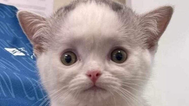 The Fraser Coast council has responded to claims a gravely sick kitten that was euthanised after coming into its care could have been saved.