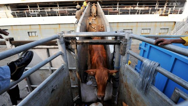 Indonesian workers unload Australian cattle from a ship in Jakarta on June 8, 2011. Australia on June 8 suspended all live cattle exports to Indonesia for up to six months after a public outcry following shocking images of mistreatment in slaughterhouses.