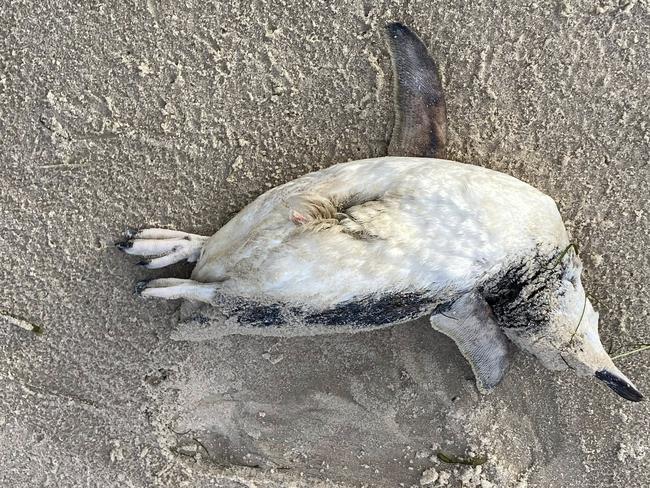 Dead penguins have also been found on the sand. Picture: Facebook