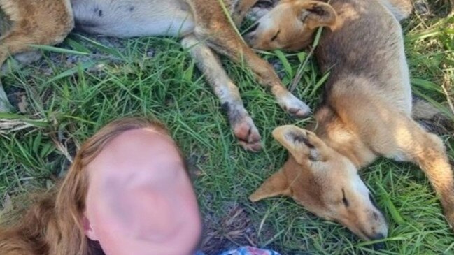 Woman fined $2300 for dingo selfie on K'gari in Queensland