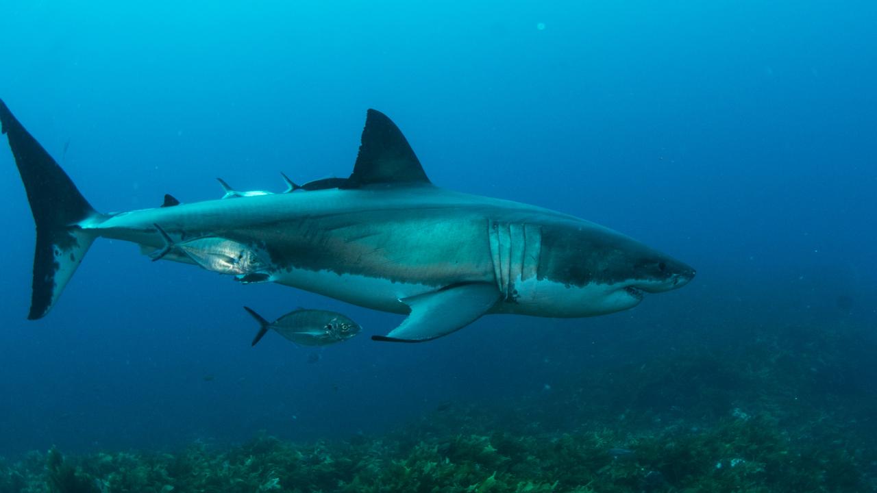 Floating giant: A shark checks out the sea bed. Picture: Andrew Fox 