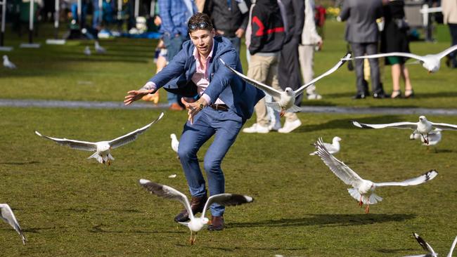 A racegoer attempts to befriend the seagulls. Picture: Jason Edwards