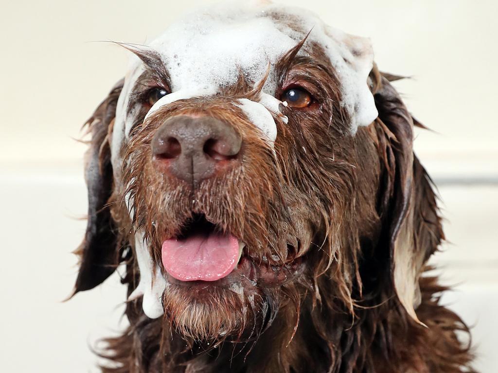 Hugo the chocolate Labrador cross. Picture: Richard Dobson