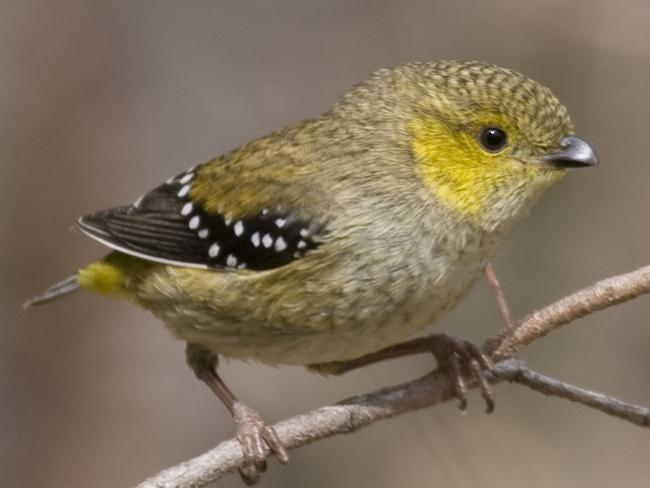 The forty spotted pardalote. Picture Vincent Ross