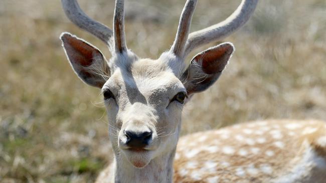 Deer are in the crosshairs under a new cull program. Picture: Valeriu Campan