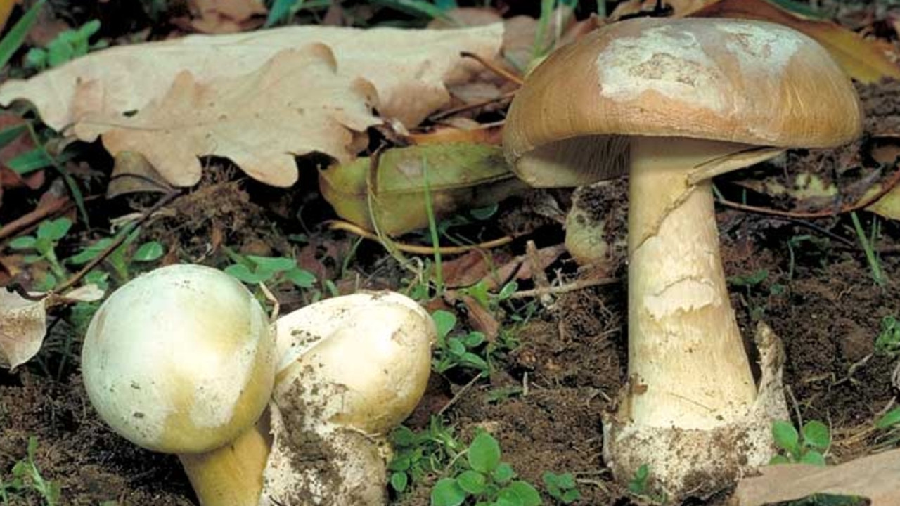 A younger Amanita phalloides. Picture: Heino Lepp/Australian National Botanic Gardens