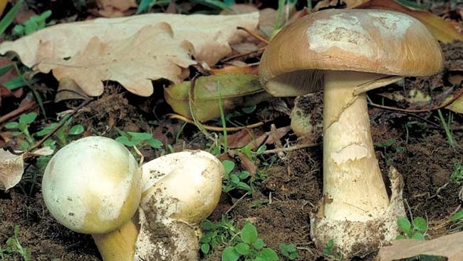 A younger Amanita phalloides. Picture: Heino Lepp/Australian National Botanic Gardens