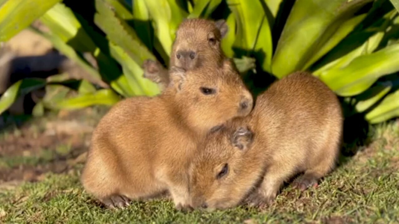 Sydney Zoo welcomes three Capybara pups