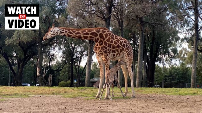 Second giraffe calf born in a matter of weeks at Taronga Western Plains Zoo Dubbo