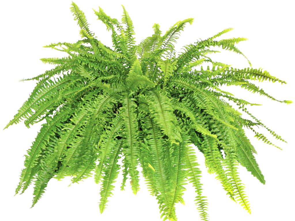 Large Boston Compacta Fern.