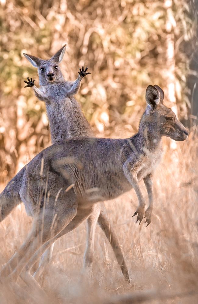 A joey waves hello in the morning sunshine at Westerfolds Park in Melbourne. Picture: Lara Mathews