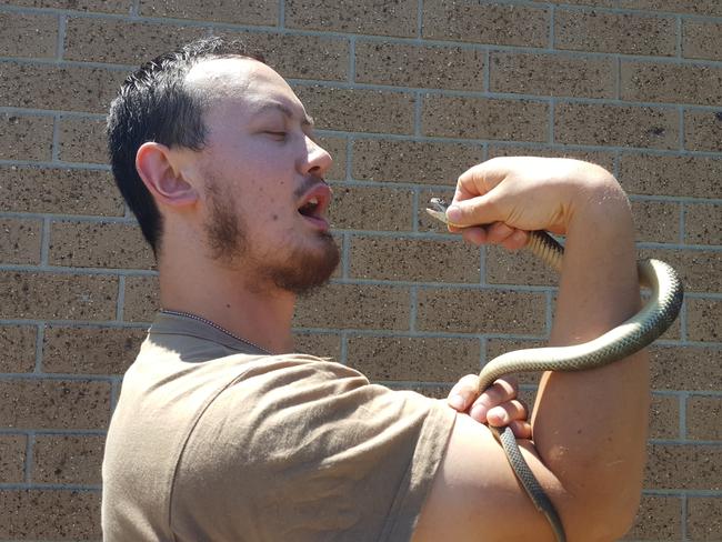 Melbourne snake hunter, Mark "Snake Hunter" Pelley with the eastern tiger snake that bit Matt Horn and son Braeden. He released the snake after the photo was taken. Picture: Supplied