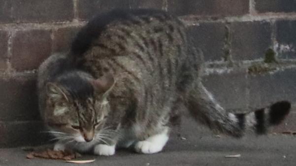 Stray cat. Picture John Grainger