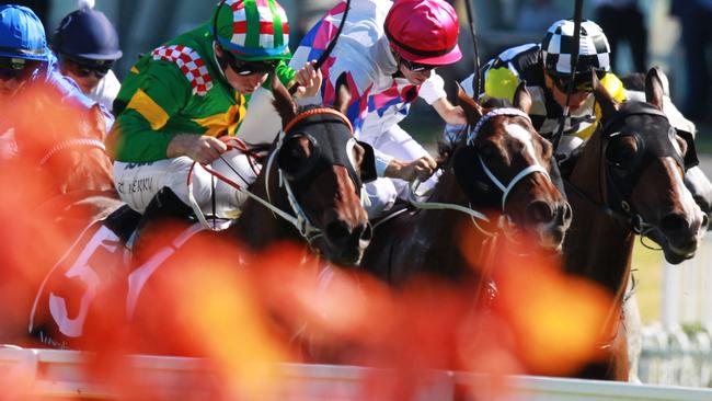 Snoopy, left, always performs well second-up and enjoys racing at Rosehill. Picture: Jenny Evans
