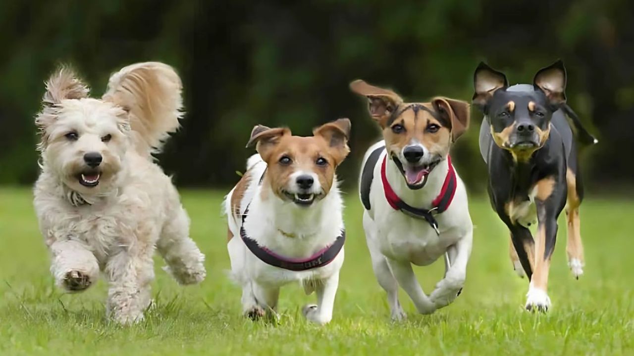 Four stocks are up and running strongly, says Morningstar. Picture: Getty Images