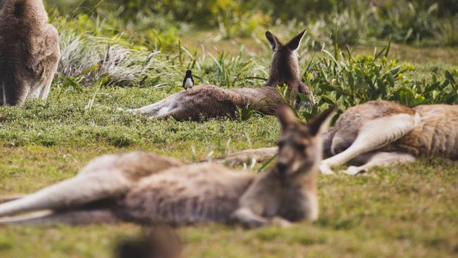 Kangaroos relaxing in Yuraygir National Park near Red Cliff.Photo - Destination NSWEscape 24 Nov 2024one time use in Escape