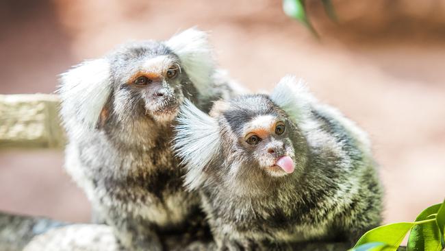 Marmosets now at Paradise Country. Picture: NIGEL HALLETT