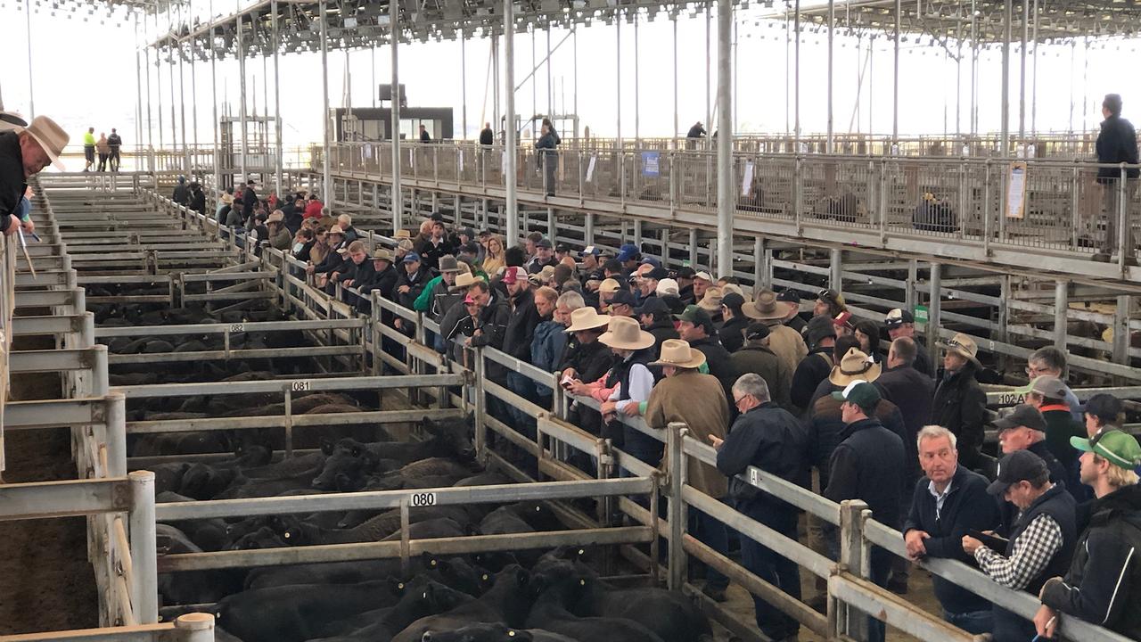 Mortlake Cattle Sale Why Agents Had To Split The Sale In Half The