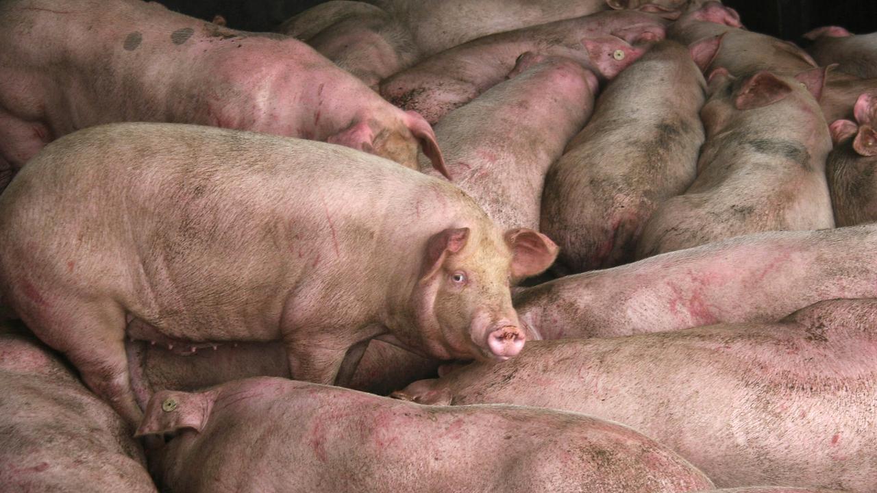 The fate of the killer pig is unknown. (Photo by China Photos/Getty Images)