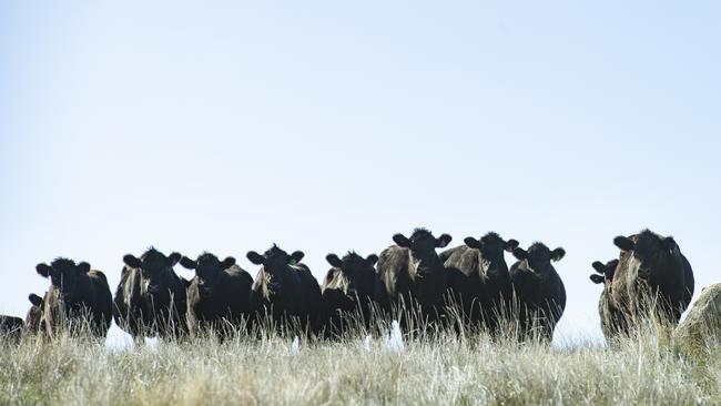 Stock are being transported long distances to find agistment.