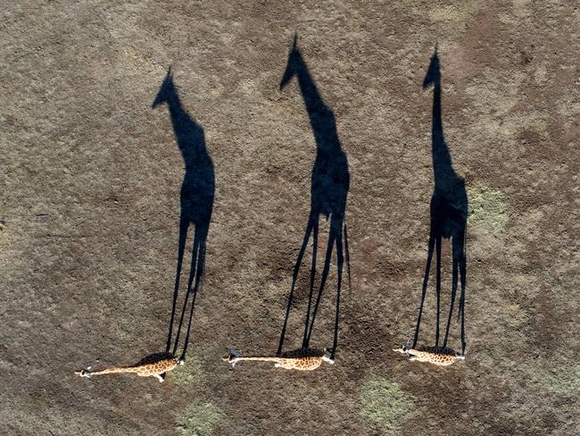 Taronga Western Plains Zoo in Dubbo are celebrating the births of baby animals over the past few months. Giraffes, black buck, eland and ostriches pictured walking over the Savannah Plain. Picture: Toby Zerna/ Supplied