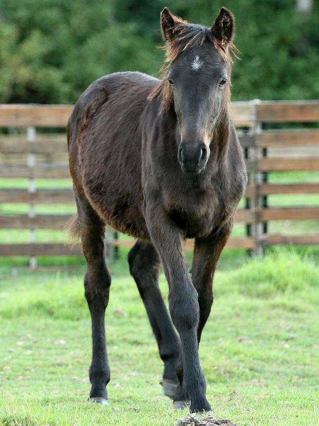 Zander the 5 month old Mt Kosciuszko Brumby, at Warriewood. Picture: Troy Snook