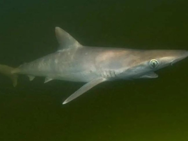 The sharks may have ingested the drugs from an illicit lab spillover or from drug users' sewage.