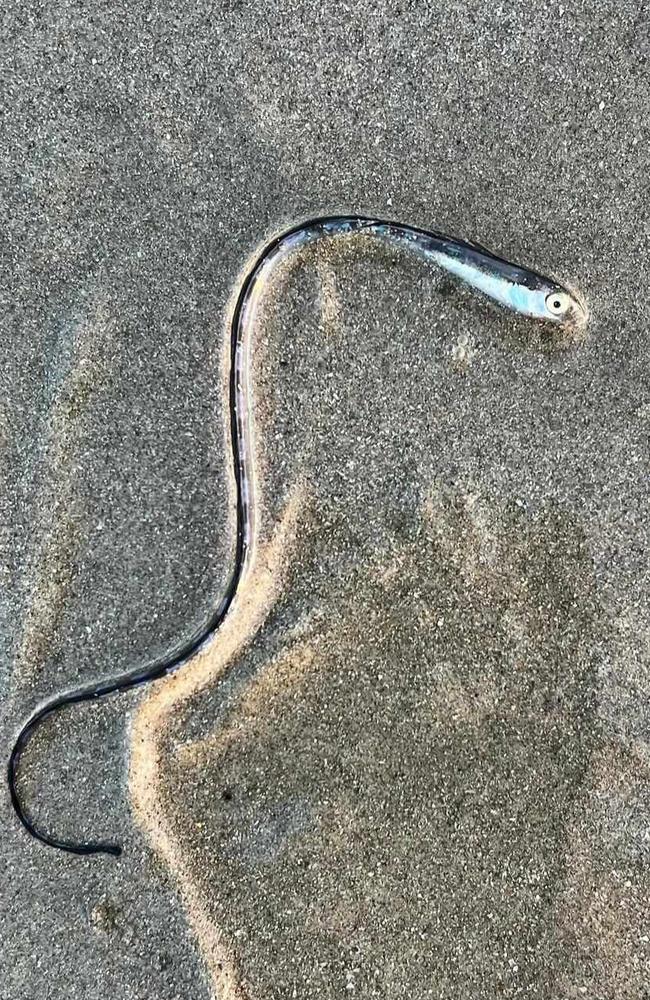 Gold Coast locals were left stumped when this odd looking fish washed up. It was later identified as a Hairtail blenny. Picture: @stellar_reflections