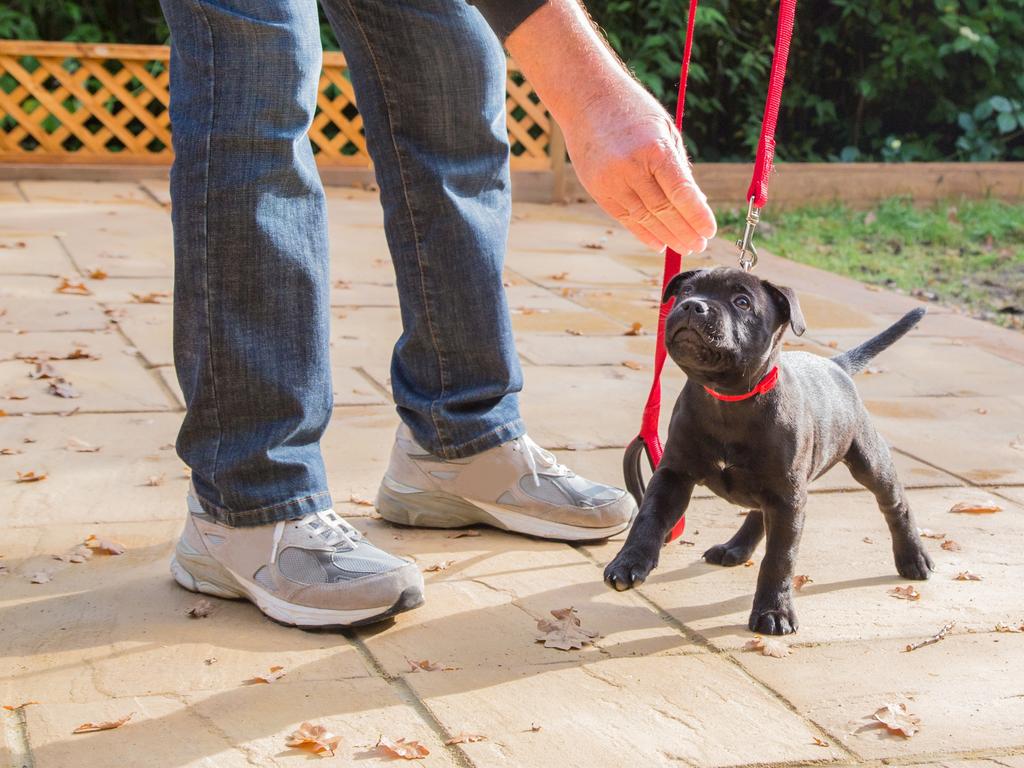 Toilet training is something that will be top of the agenda for new puppy parents, according to Petbarn head trainer Meredith Gallanty. Picture: iStock