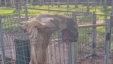 The dog was spotted attempting to escape the dog park. Picture: Patricia Colmenares