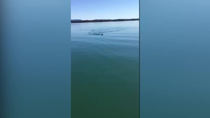 Hammerhead Shark spotted on the Central Coast