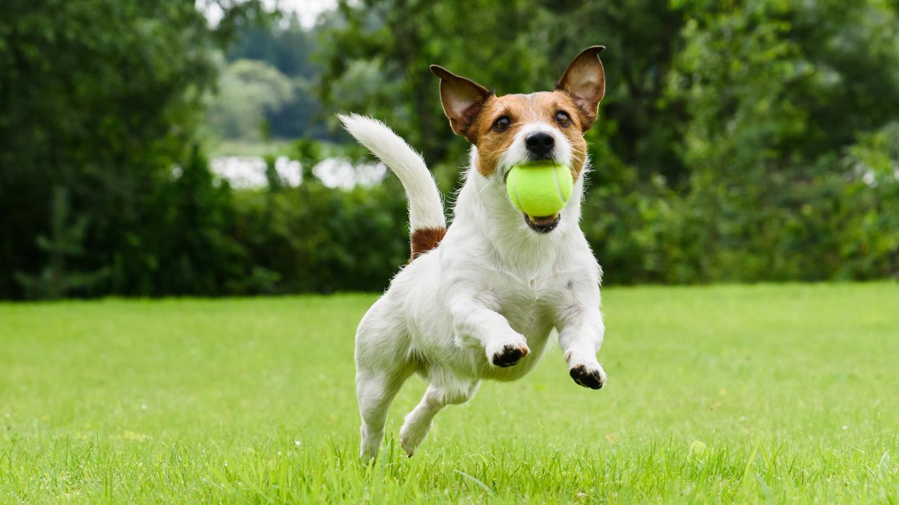 City of Darwin dog audit: Karama suburbs gone to the dogs | NT News