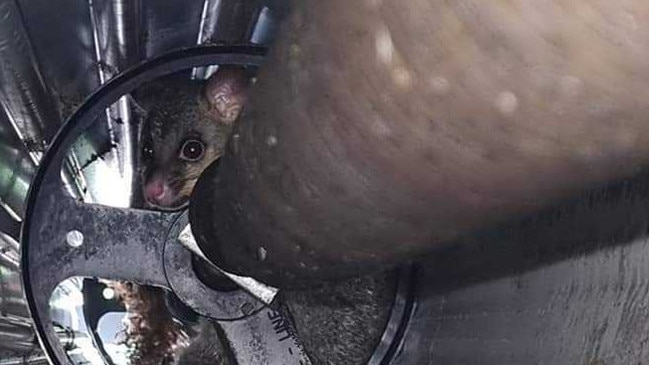 Possum family living in garage. Picture: Supplied