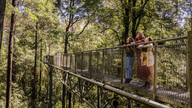 Otway Fly Treetop Adventures.