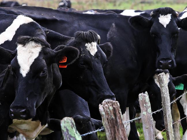 Dairy Plains dairy farmers Mark and Nikki Atkins, cattle