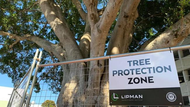 Cultural and Civic Space construction underway. The Riding Lane fig tree will take pride of place in the new building. Photo by Janine Watson