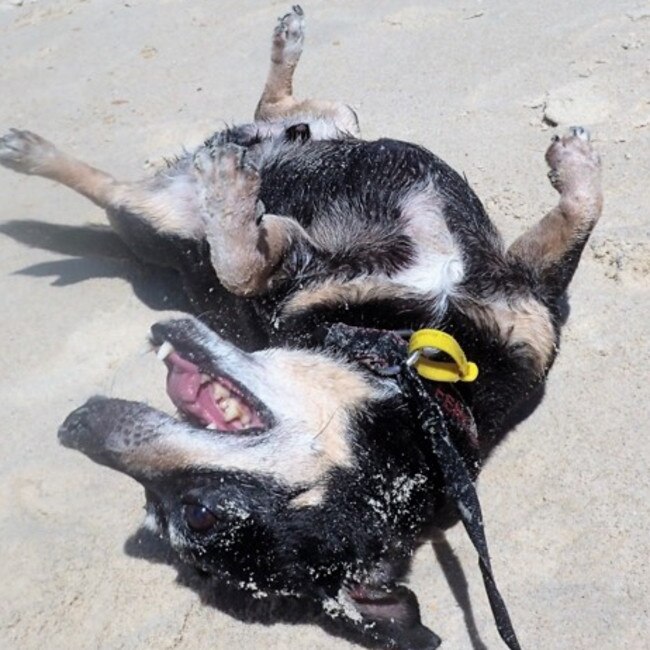 FERRET: Ferret frolics in the sand at the Broadwater. He loves travelling to new places with his mum and dad ... and stealing their bed.