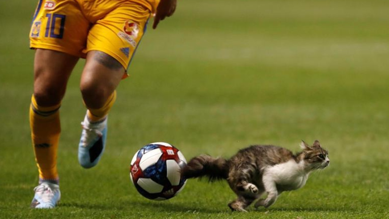 A cat disrupts a game between Mexico's Tigres UANL and Real Salt Lake during their Leagues Cup game in Salt Lake City, US, July 2019. Picture: USA TODAY Sports