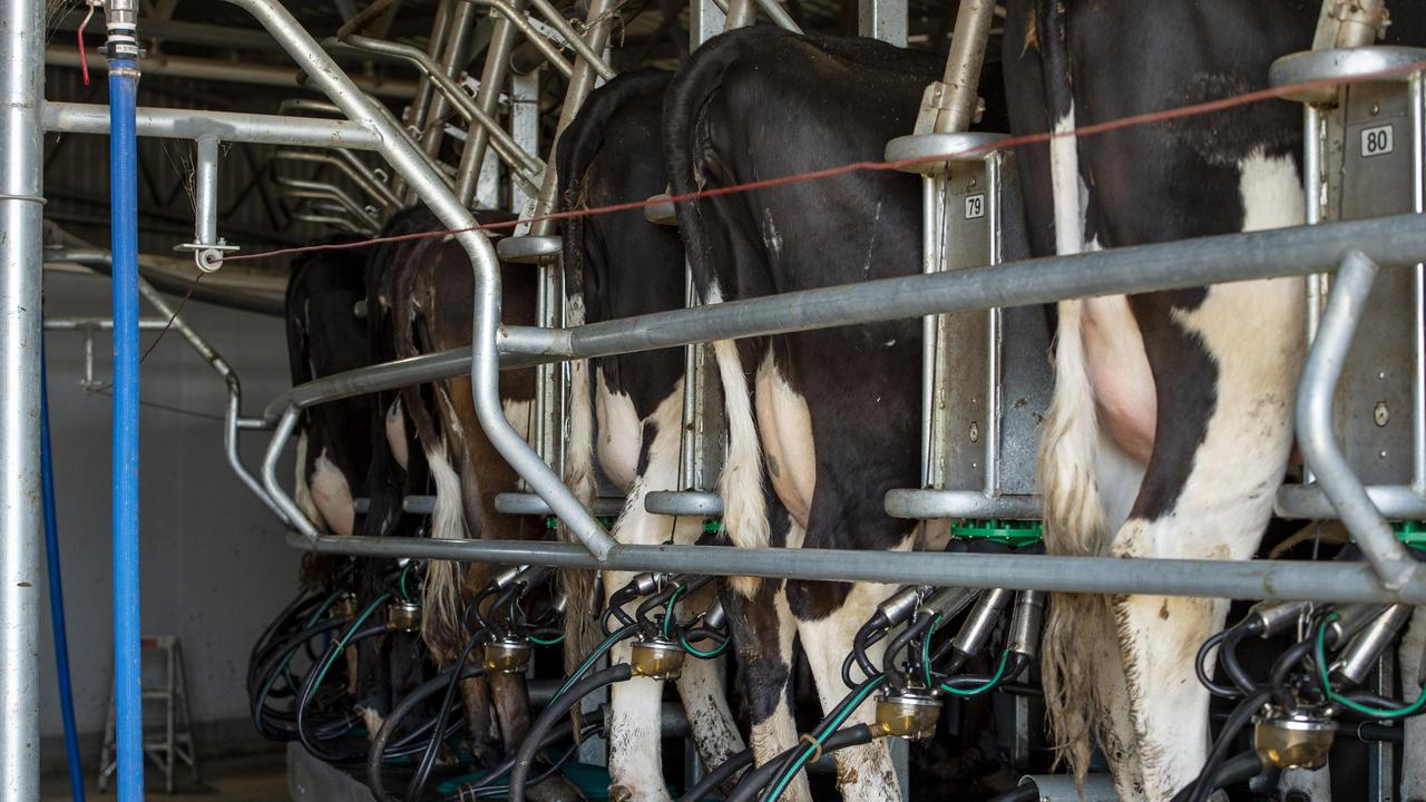CQ dairy farmers back national fresh milk testing standard need | The ...