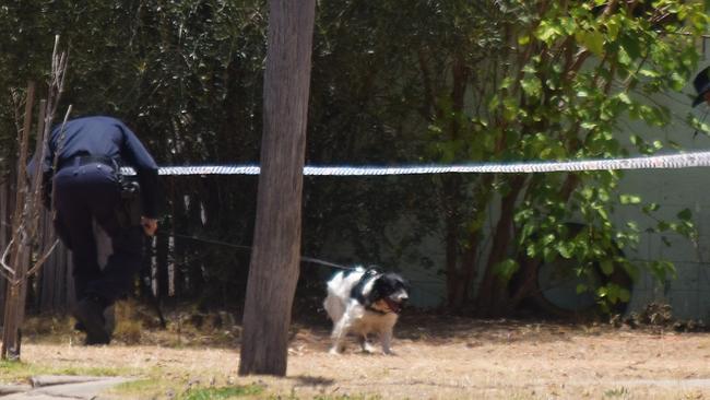 Police dogs brought in to help with investigations. Picture: Peta McEachern.