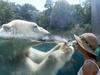 TOPSHOT - A woman looks through the glass of the enclosure of a Polar bear as he cools off in the water at the zoo in Mulhouse on August 3, 2018, as parts of Europe continue to swelter in an ongoing heatwave.    / AFP PHOTO / SEBASTIEN BOZON
