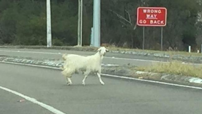 'Wrong way, go back': A Mt White goat in a danger zone in February last year. Picture: Facebook