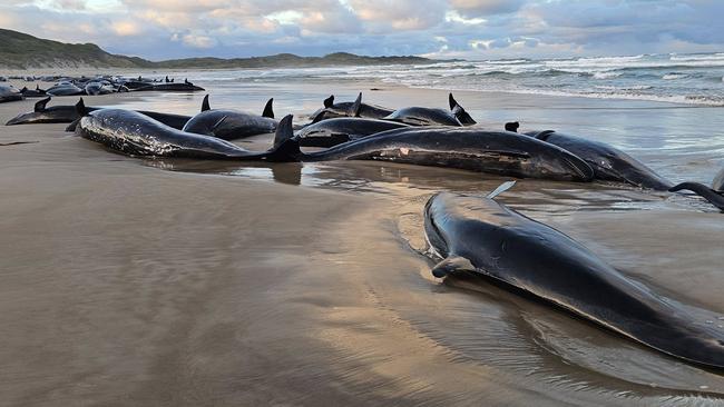 Local resident Jocelyn Flint has been on the beach since 6am on Wednesday with the stranded whales. Picture: Jocelyn Flint