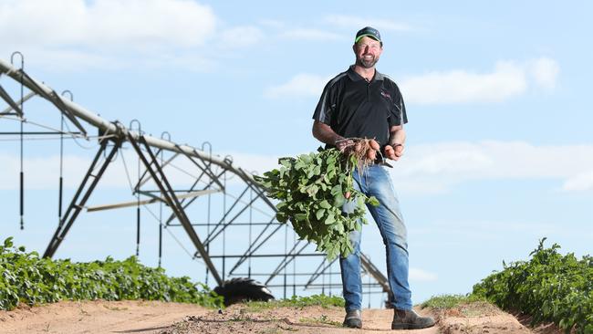 Potato and onion grower Aaron Haby is feeling good about the upcoming season after good falls so far this year at his Walker Flat property. Picture: TAIT SCHMAAL.