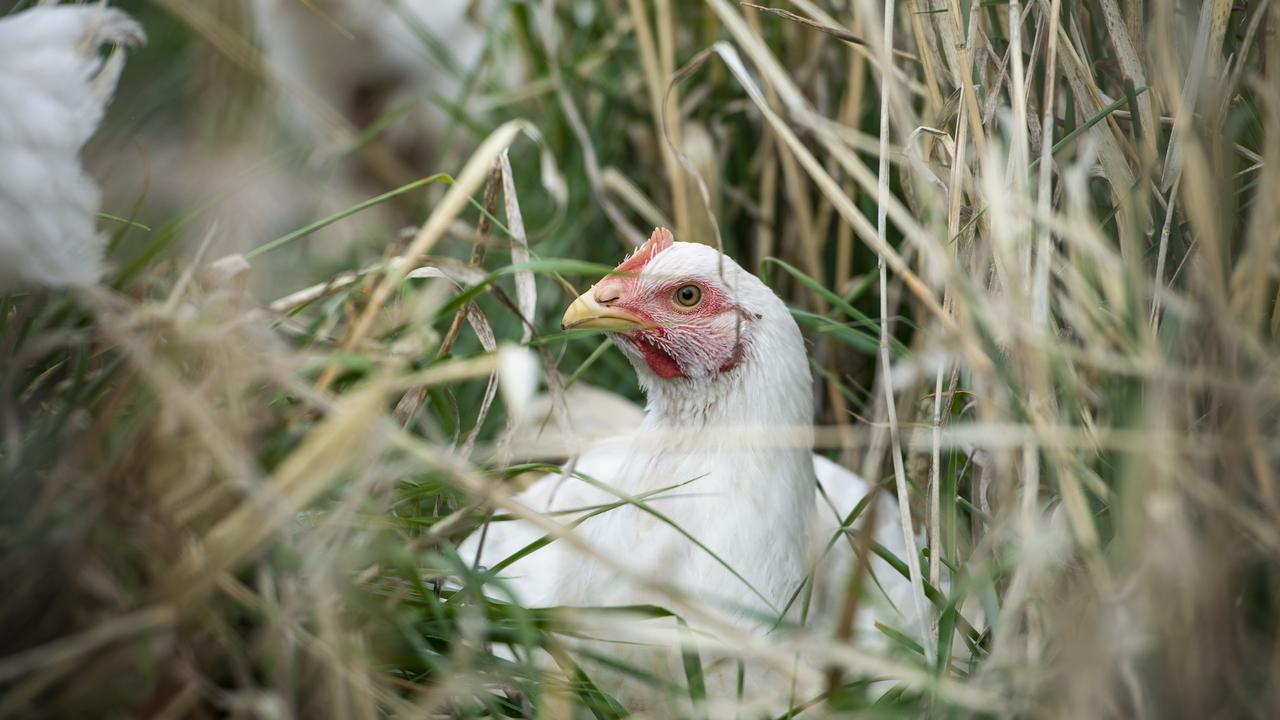 The egg purchase limits have been placed in all East Australian stores except for Western Australia, with similar restrictions for online customers, while no limits are in place at Woolworths or Aldi. Picture: Zoe Phillips