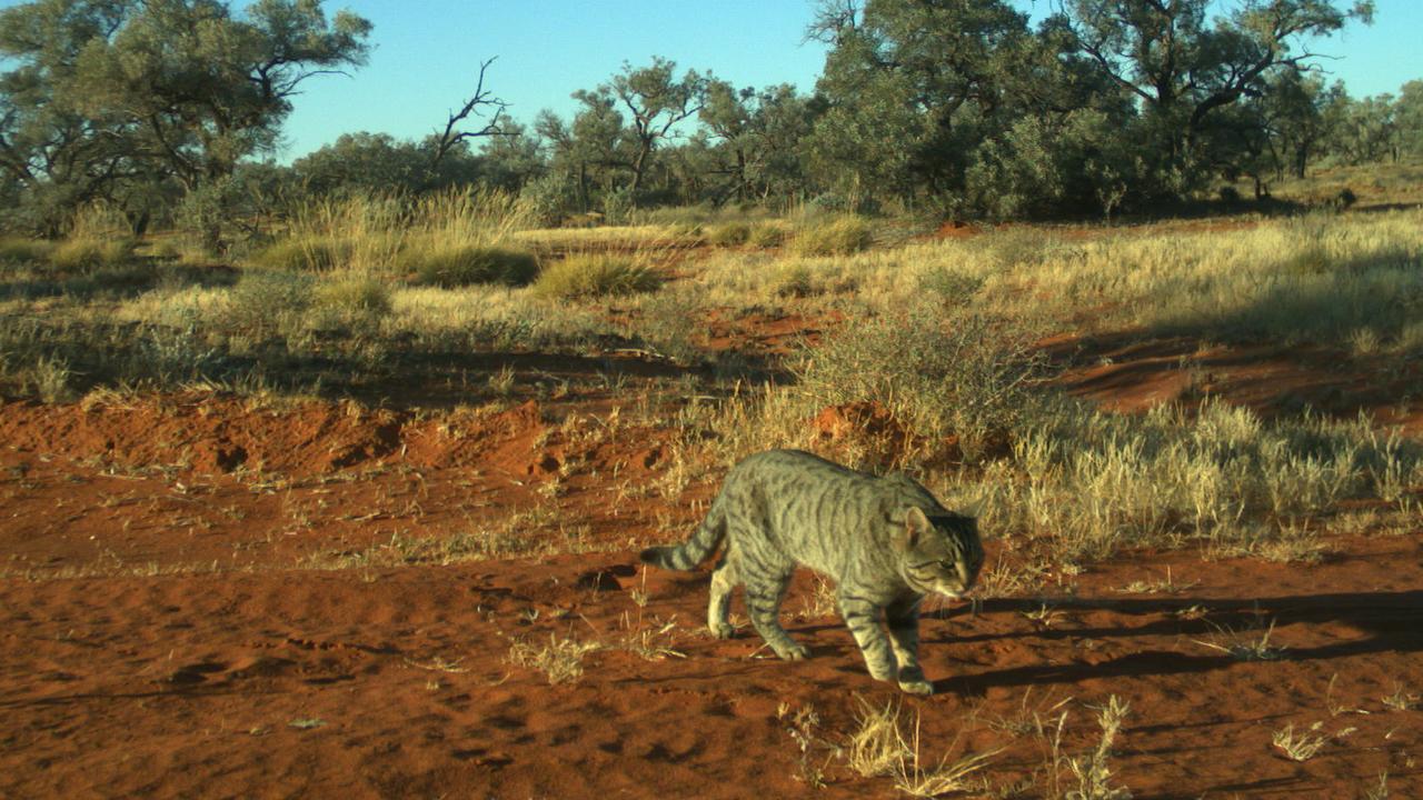 A feral cat stalks through the desert. Picture: Emma Spencer